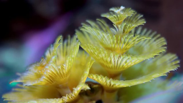 Yellow Christmas Tree worm (Spirobranchus giganteus) on the reef . close up, Raja Ampat, Indonesia