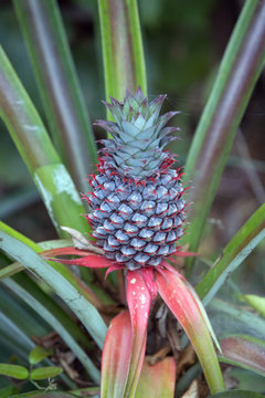 Ripe pineapple fruit on the bush