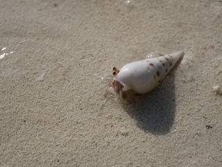 a hermit crab on the white sand of the Maldives