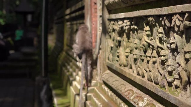 Steadicam shot of the walls and statues of the temple inside of a Monkeys forest covered with stone carving