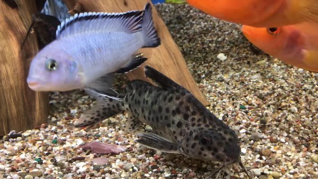 Fliederbartwels, Wels
