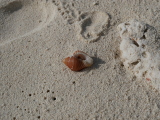 a hermit crab on the white sand of the Maldives
