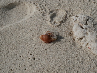 a hermit crab on the white sand of the Maldives