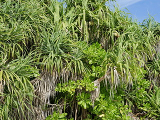 Fototapeta premium trees and palm trees on the Maldives coast