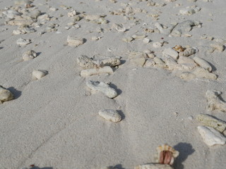 small pieces of coral on a sandy beach