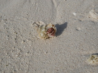 a hermit crab on the white sand of the Maldives