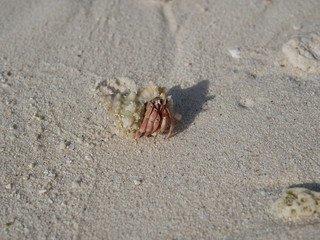 a hermit crab on the white sand of the Maldives