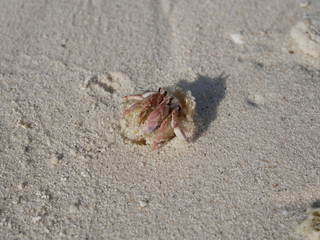 hermit crab on white sand