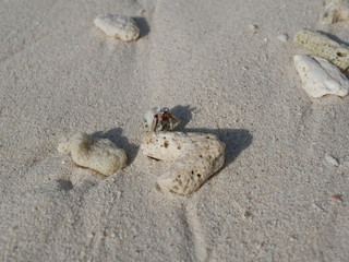 a hermit crab on the white sand of the Maldives