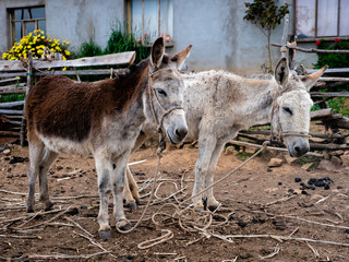 Donkeys