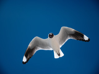 Black-headed gull in Bolivia