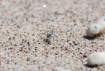 Ghost Crab (Ocypodinae) in the Sand at its Burrow on a Beach in Tropical Mexico