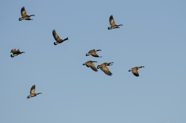 Flock of Canada Geese Flying in a Blue Sky