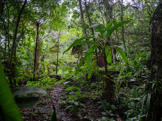 Hut in the Amazon Jungle