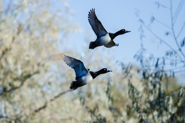 Two Ring-Necked Ducks Taking to Flight in the Wetlands