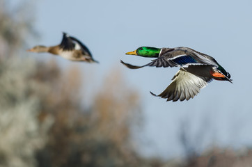Obraz premium Mallard Ducks flying Low Over the Autumn Trees
