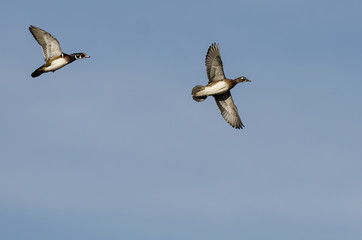 Pair of Wood Ducks Flying in a Blue Sky