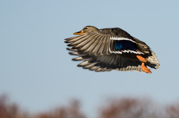 Mallard Duck flying Low Over the Autumn Trees