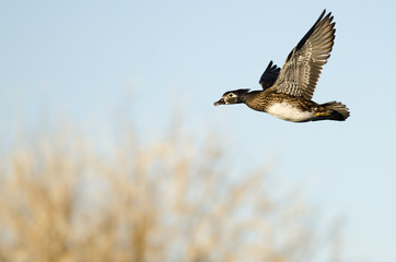 Wood Duck Flying Low Over the Autumn Trees