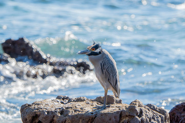 An Adult Yellow-Crowned Night-Heron (Nyctanassa violacea) Rests on the Rocky Shore of the Ocean at Punta Mita, Nayarit, Mexico