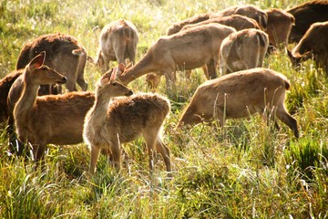 herd of deer