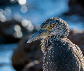An Immature  Yellow-Crowned Night-Heron (Nyctanassa violacea) Rests on the Rocky Shore of the Ocean at Punta Mita, Nayarit, Mexico