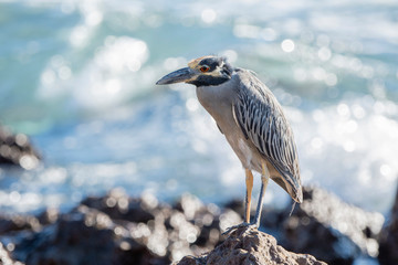 An Adult Yellow-Crowned Night-Heron (Nyctanassa violacea) Rests on the Rocky Shore of the Ocean at Punta Mita, Nayarit, Mexico