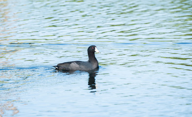 An American Coot (Fulica americana) Swims in a Small Pond in Punta de Mita, Nayarit, Mexico