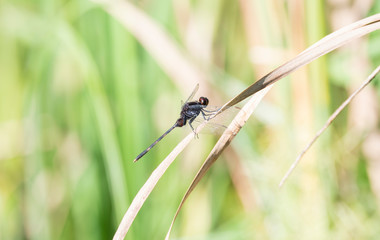 Fototapeta premium Black Pondhawk (Erythemis attala) Dragonfly Perched on Dried Grass