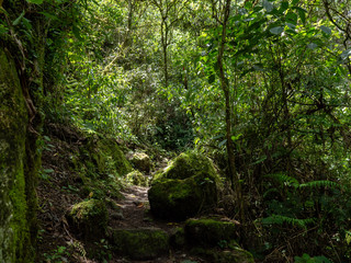 Fototapeta na wymiar Wild Vegetation in Peruvian Mountains