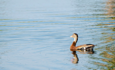 Black-bellied Whistling Duck (Dendrocygna autumnalis) Swims in a Small Pond in Punta de Mita, Nayarit, Mexico