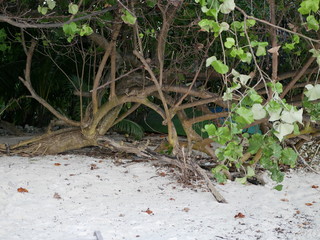 powerful roots and trunks of tropical plants