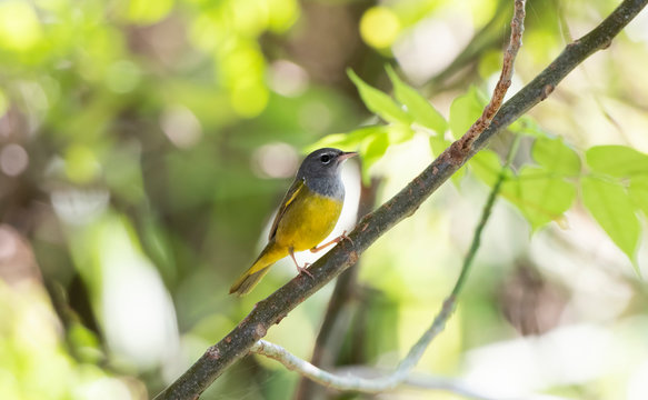 A Male MacGillivray's warbler (Geothlypis tolmiei) Perched on a Branch in Punta de Mita, Nayarit, Mexico