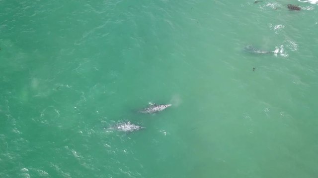 A pod of whales swimming in northern CA