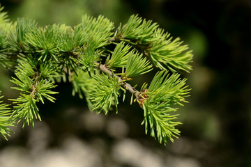 Hellgr&uuml;ne Nadeln der L&auml;rche im Fr&uuml;hling, Larix decidua