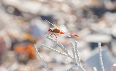Tropical Dragonfly the Red-tailed Pennant (Brachymesia furcata) Perched in Sunlight