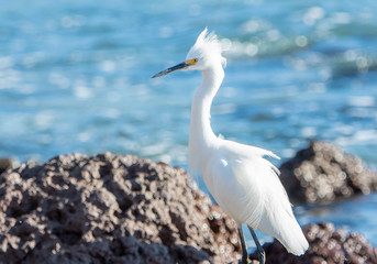 A Snowy Egret (Egretta thula) Rests & Forages for Food on the Rocky Ocean Shore of Punta de Mita, Nayarit, Mexico