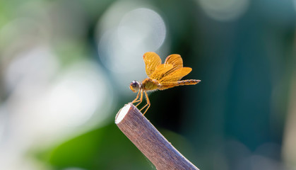 A Golden Mexican Amberwing Dragonfly (Perithemis intensa) Perched on a Stick in Punta de Mita, Nayarit, Mexico