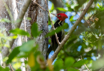 A Bright Red Crested Male Pale-billed Woodpecker (Campephilus guatemalensis) Foraging for Food on a Tree in Punta de Mita, Nayarit, Mexico