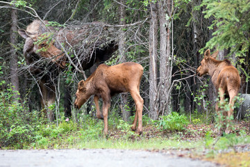 Wild moose in Denali National Park (Alaska).