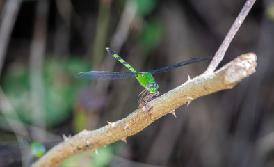 A Great Pondhawk (Erythemis vesiculosa) Dragonfly Perches on a Twig in Punta de Mita, Nayarit, Mexico