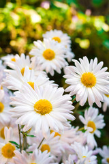Obraz na płótnie Canvas White Chamomile Chrysanthemum flowers closeup