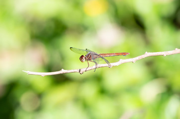 A Female Carmine Skimmer Dragonfly (Orthemis discolor) Perched on a Twig in Punta de Mita, Nayarit, Mexico