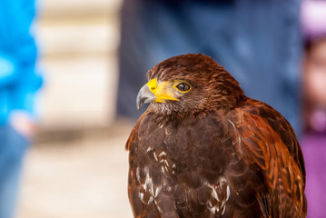 Eagle, close-up image