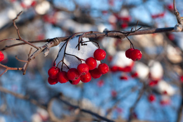 red berries rowan in the snow.Natural background texture