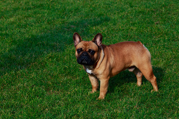 Dog breed French Bulldog