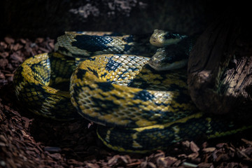 Two Snakes staying hidden in the shade