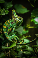 A Green Chameleon Embeded in the Rainforest