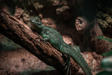 A giant Lizard on a Branch