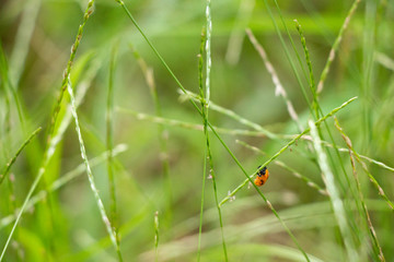 close-up grass with ladybug.